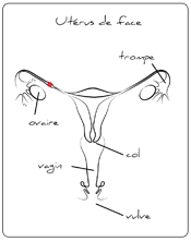 Utérus de face